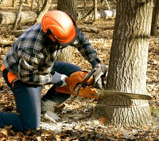 Tree Removal in Buhl, MN